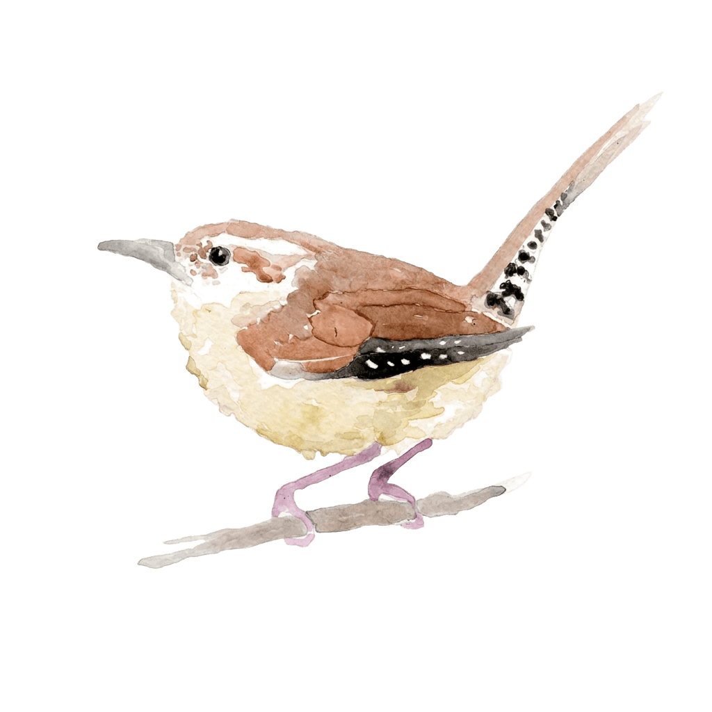 Carolina wren