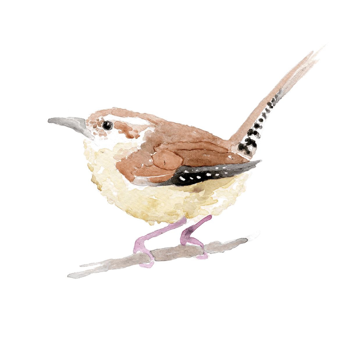 Carolina wren